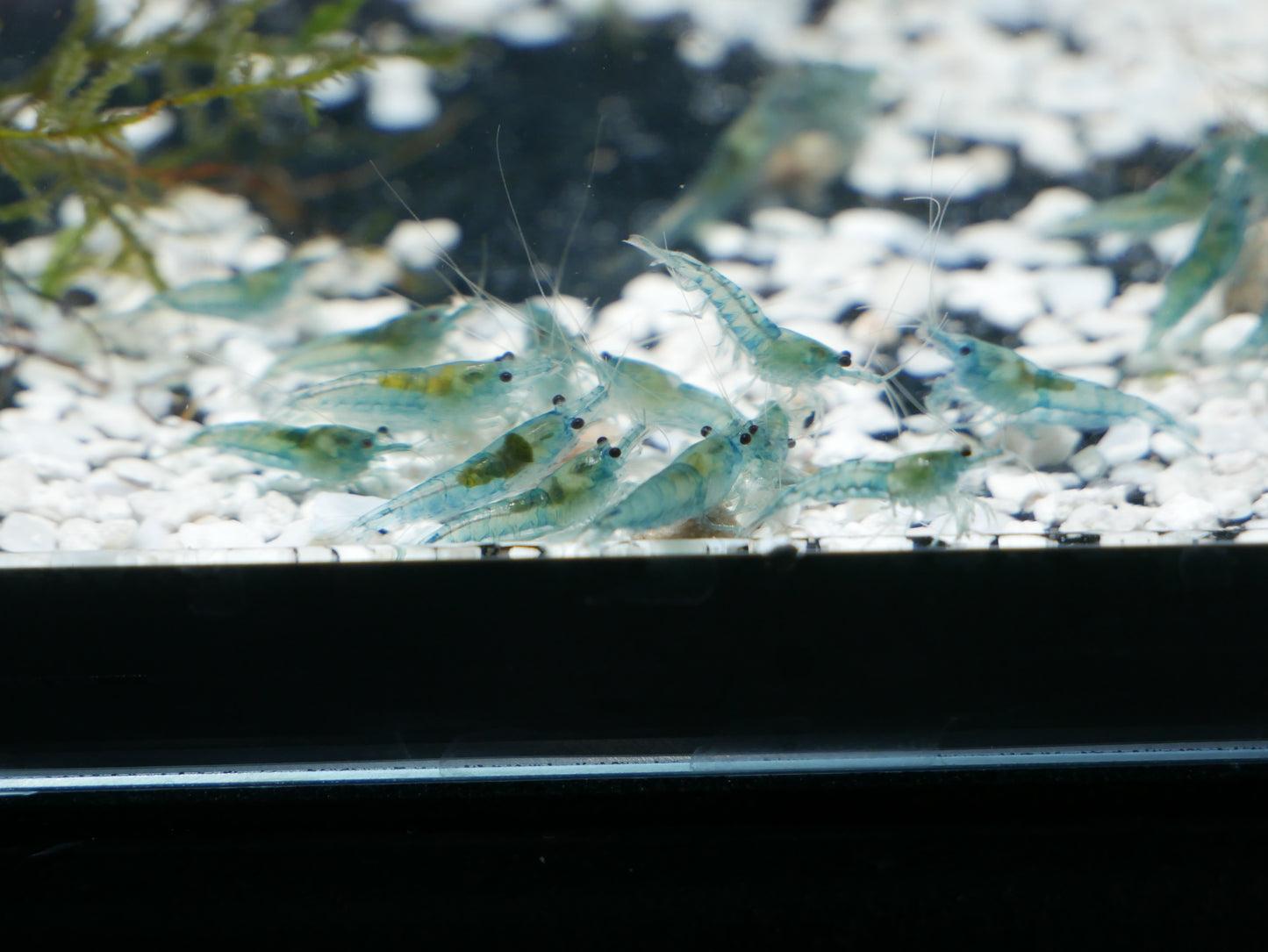 Blue Jelly Neo Shrimp - MoonlightAquatics