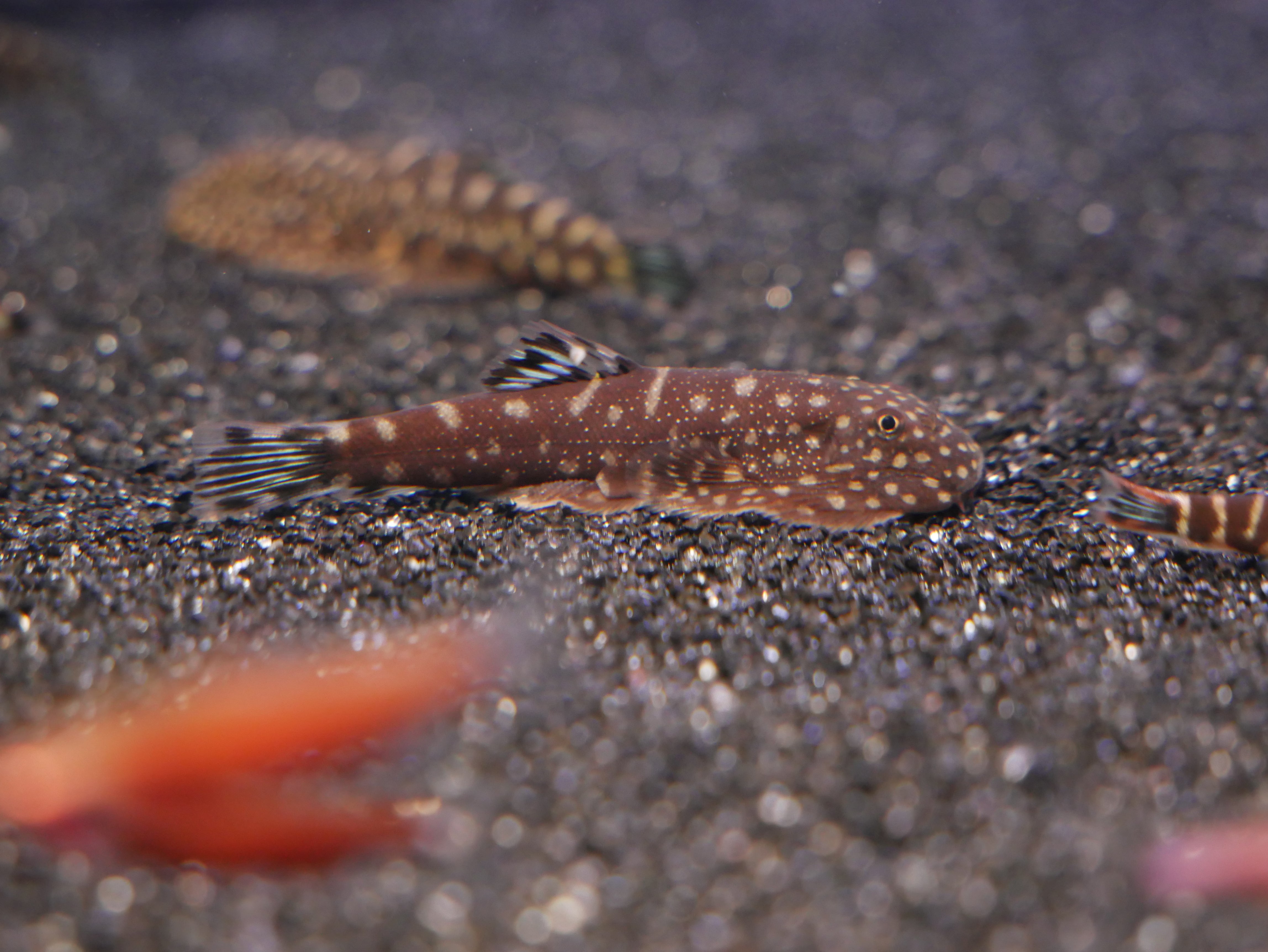 Blue Zebra Hillstream Loach "Gastromyzon Sp"