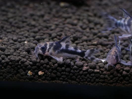 Bosemani Corydoras - MoonlightAquatics