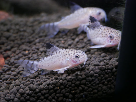C012 Corydoras Cruziensis (Hoplisoma cruziense) - MoonlightAquatics