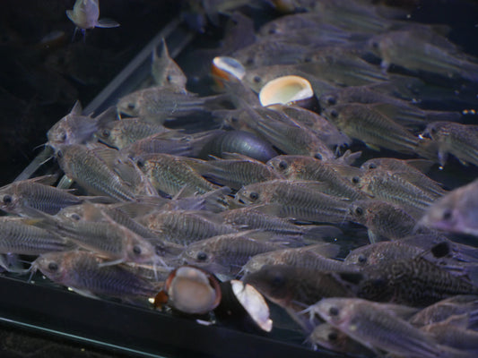C123 Peru Yellow Cory (Gastrodermus sp. 'c123') - MoonlightAquatics