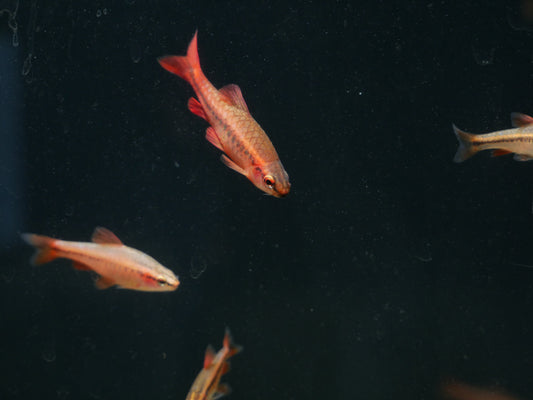 Cherry Barb - MoonlightAquatics