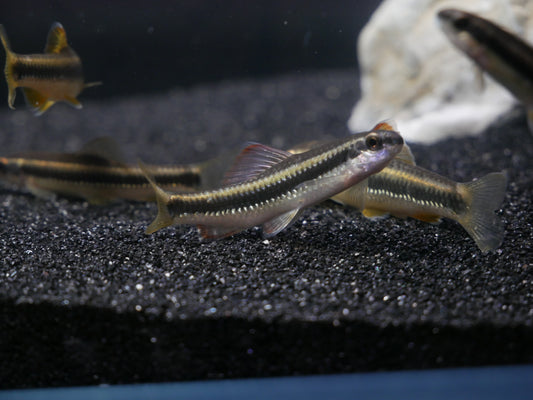 Chinese Neon Golden Stripe Shark (Sarcocheilichthys parvus) - MoonlightAquatics