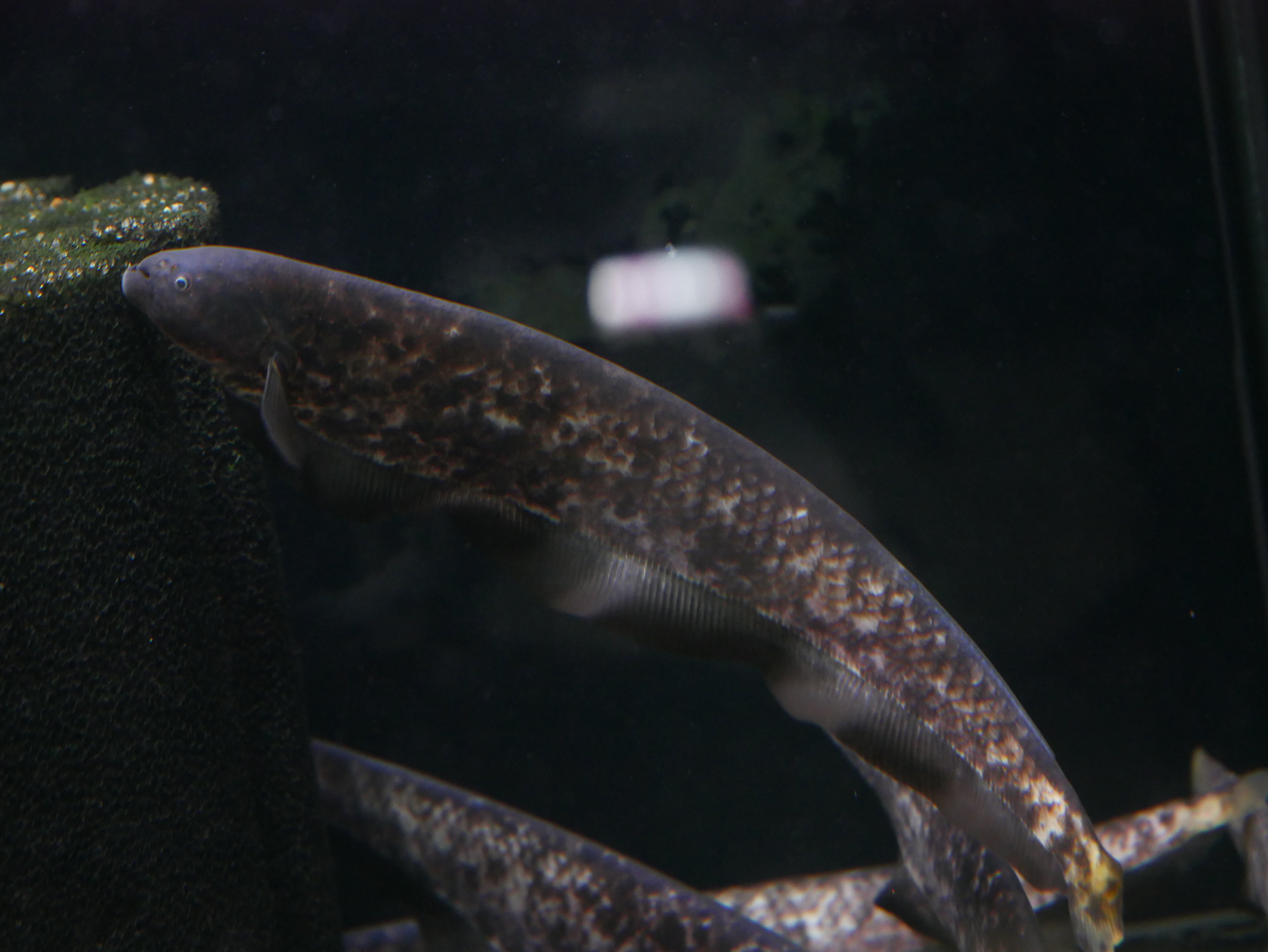 Google Server Rack Ghost Fish Clouded Ghost Knifefish