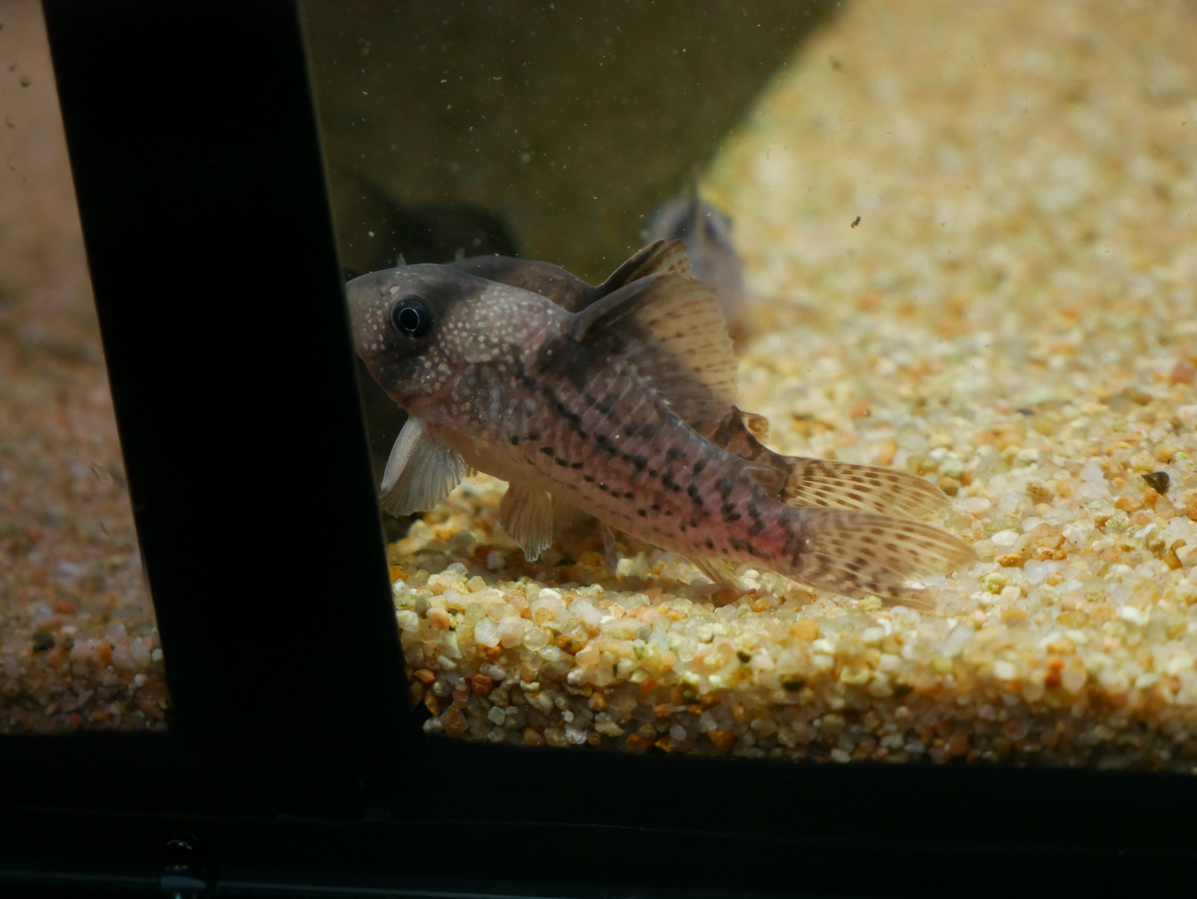 Corydoras Sp.CW004 Ancestor