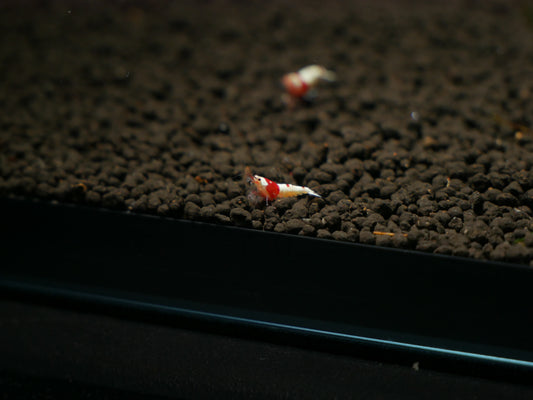 Crystal Red S-SS Shrimp - MoonlightAquatics