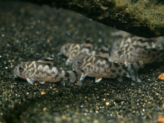 CW111 Vulcan Cory (Hoplisoma sp.) - MoonlightAquatics