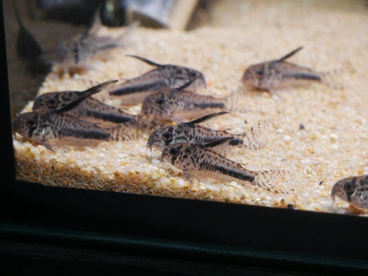 CW114 Corydoras Sipaliwini - MoonlightAquatics