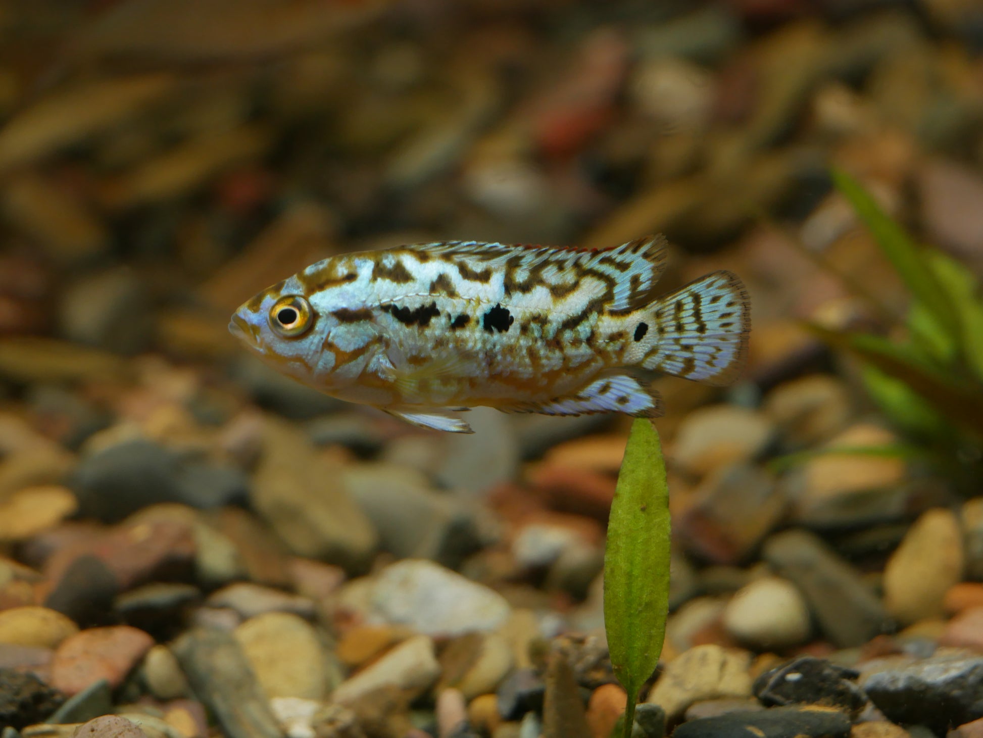 Electric blue Jack Dempsey - MoonlightAquatics