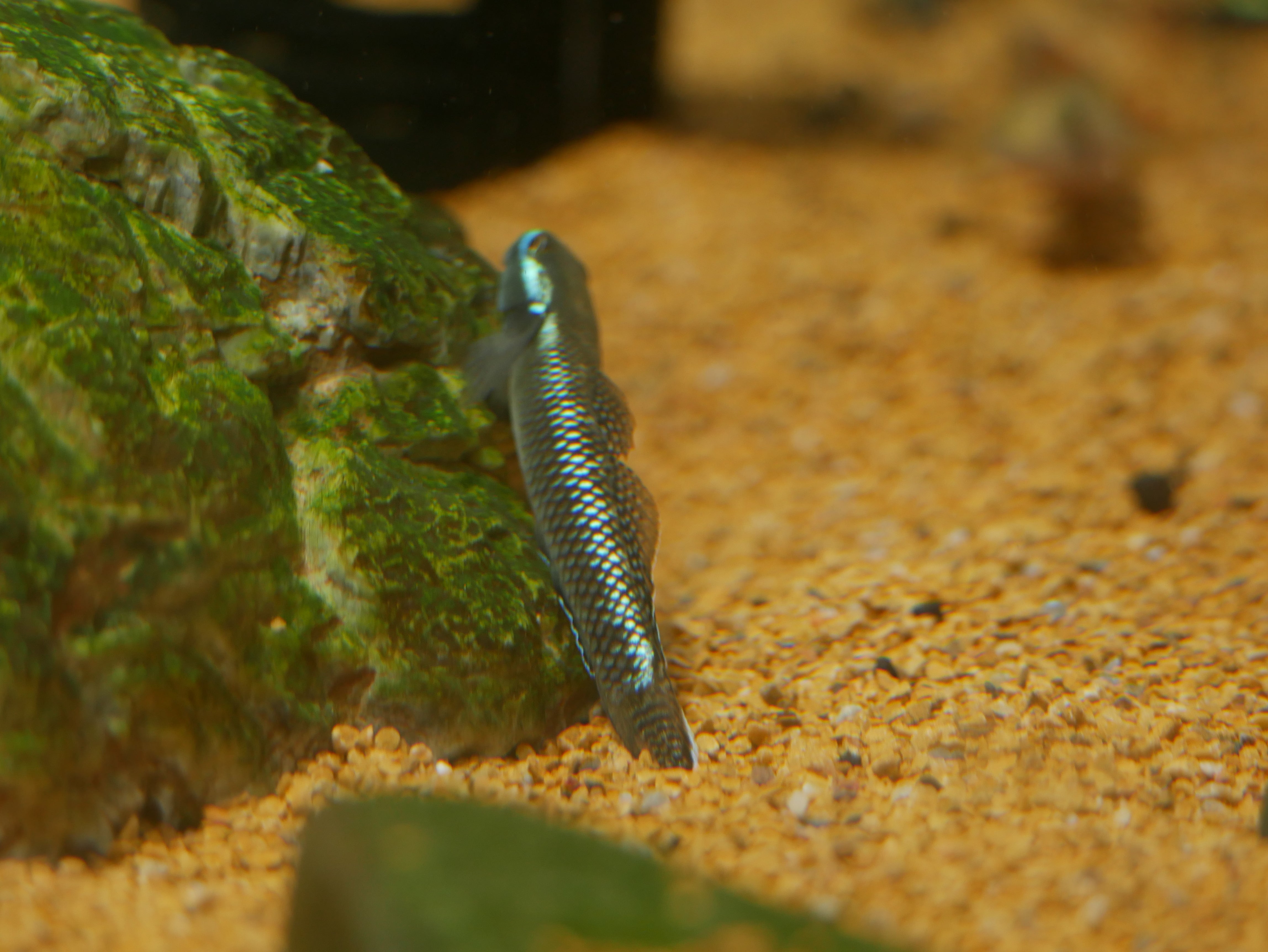 Blue Stream Goby Eletric Blue Neon Goby (stiphodon atropurpureus)