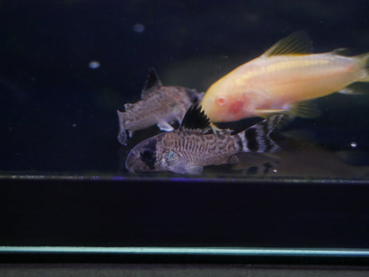 Flag Tail Panda Cory "Corydoras oiapoquensis" - MoonlightAquatics