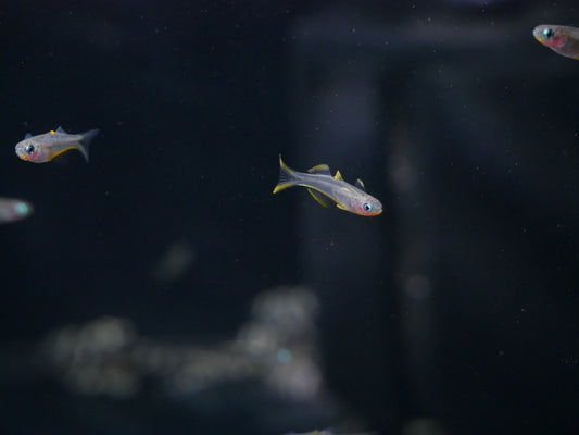 Forktail Blue-Eye - MoonlightAquatics