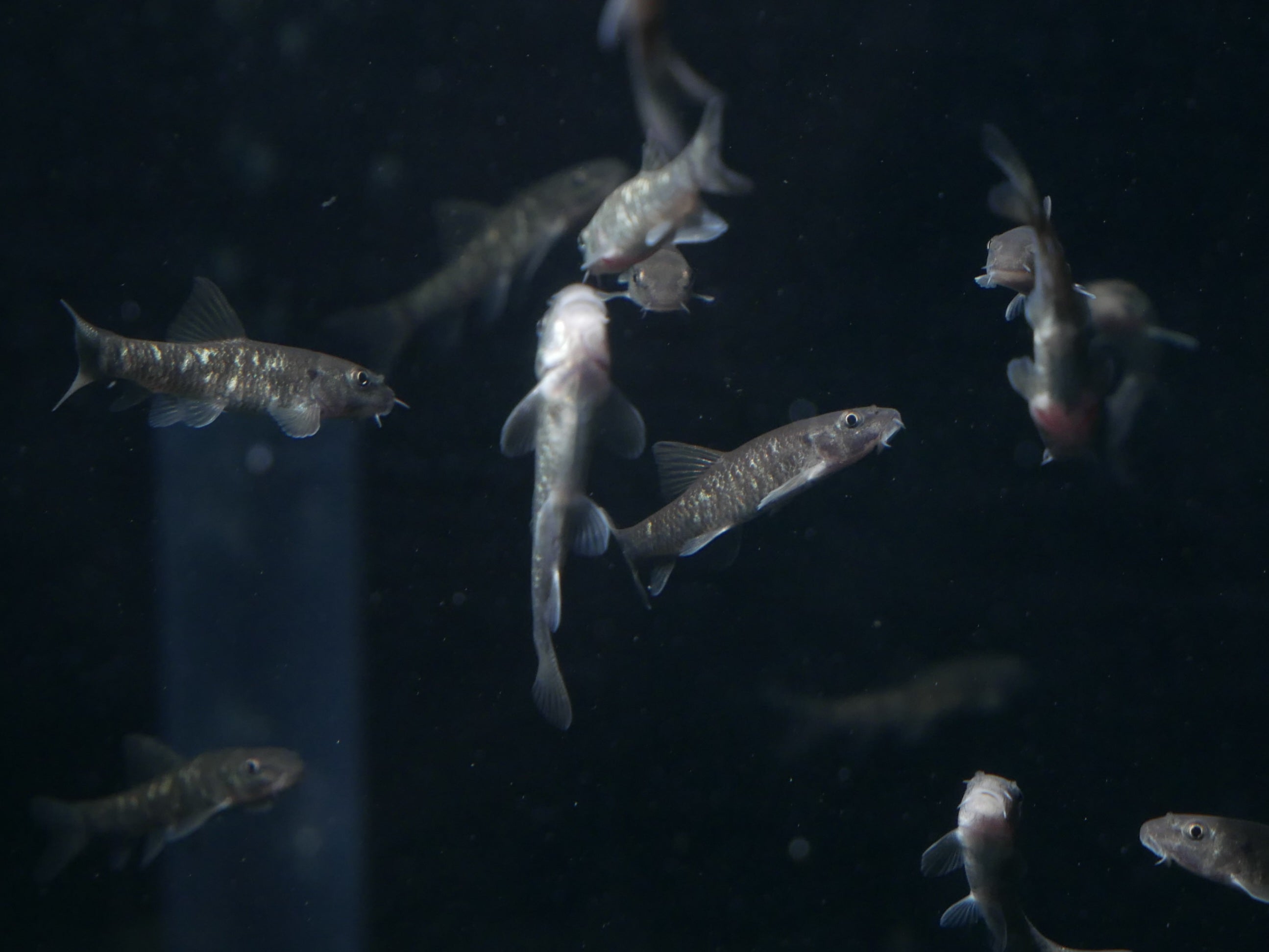 Doctor Fish (Garra Rufa) | MoonlightAquatics