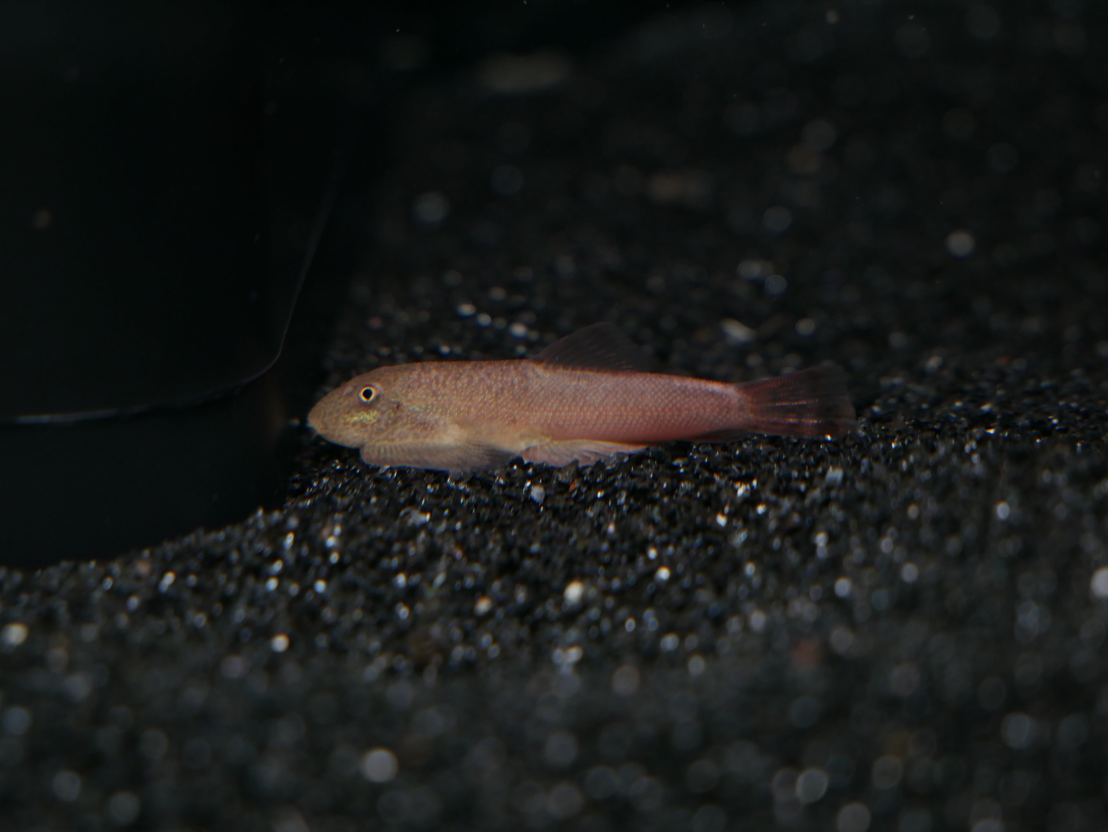 Red Loach Gastromyzon Red Devil Hillstream Loach *EXTREMELY RARE