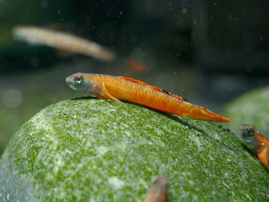 Gold Neon Dwarf Goby (Stiphodon cf.rutilaureus) - MoonlightAquatics