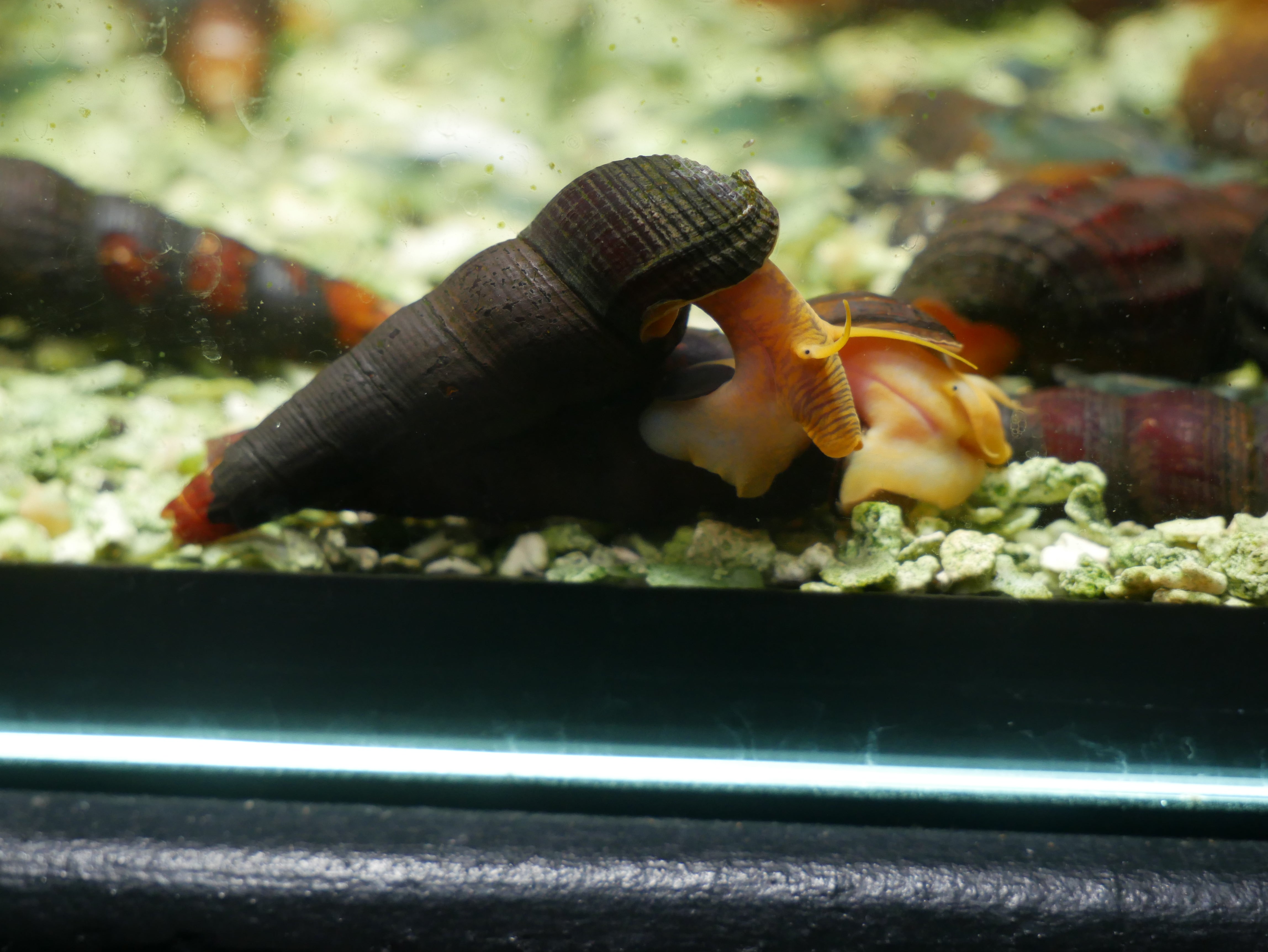 Gold Rabbit Snail "Tylomelania scalariopsis"