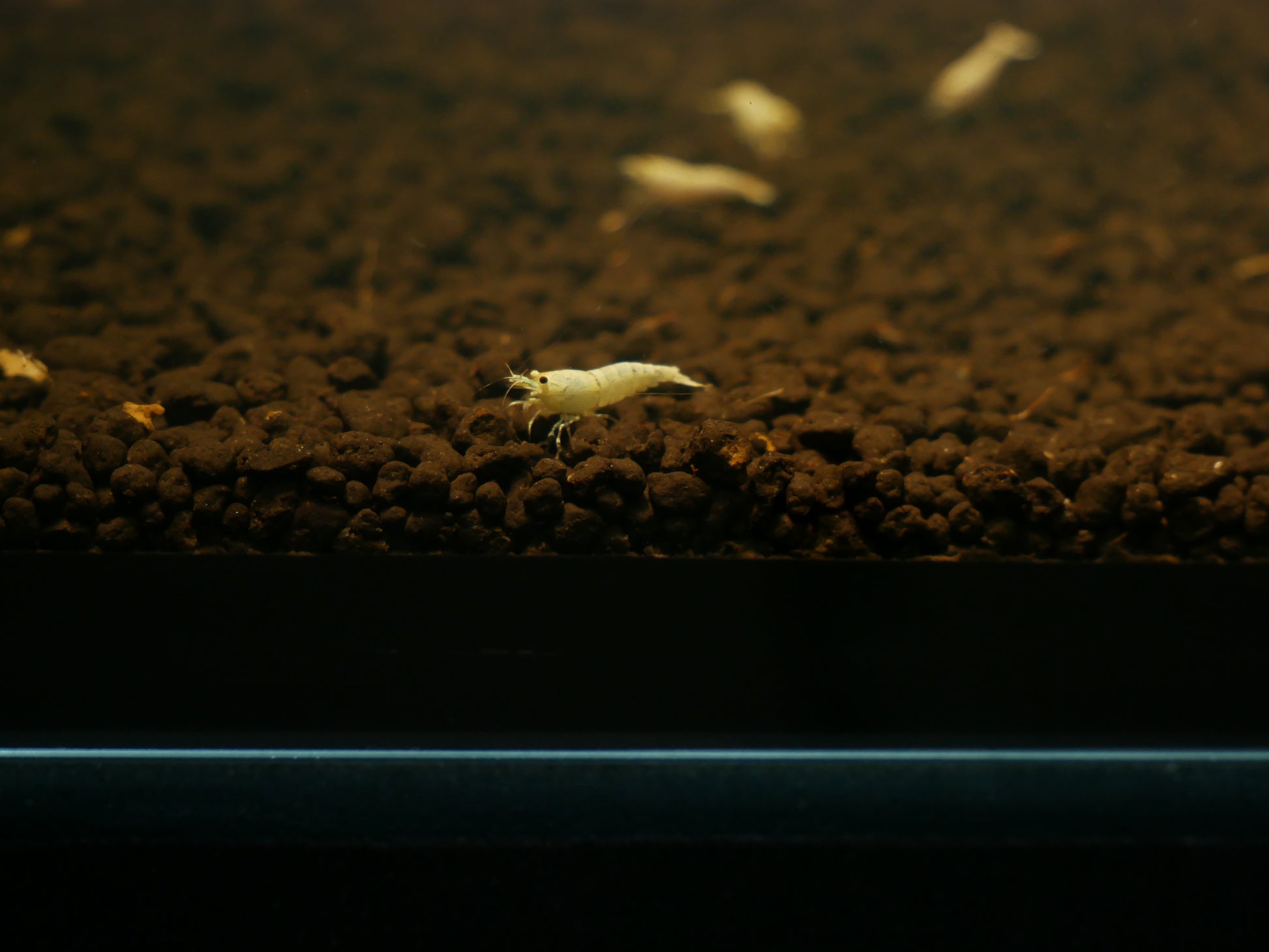 Golden Bee Shrimp - MoonlightAquatics