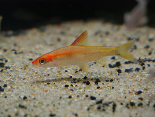 Golden Roseline/Dension Barb ((Sahyadria denisonii) - MoonlightAquatics
