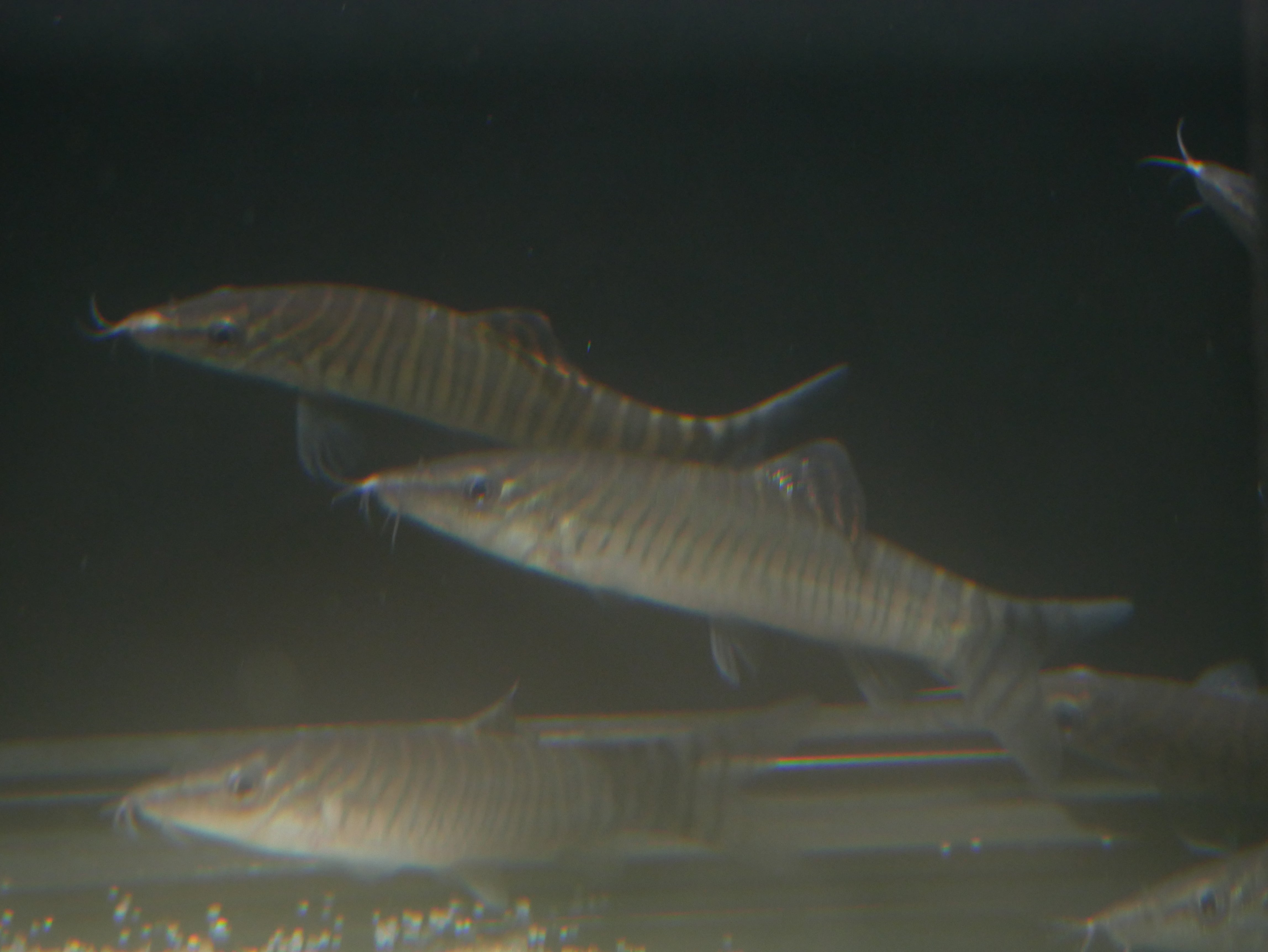 Green Tiger Loach