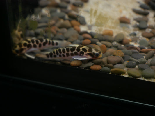 Honeycomb Catfish "Centromochlus Perugiae" - MoonlightAquatics