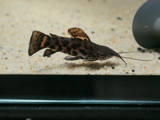 Hoplo Catfish "Hoplosternum thoracatum" - MoonlightAquatics