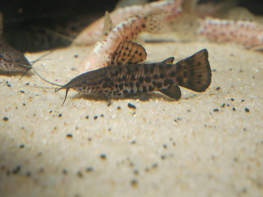 Hoplo Catfish "Hoplosternum thoracatum" - MoonlightAquatics