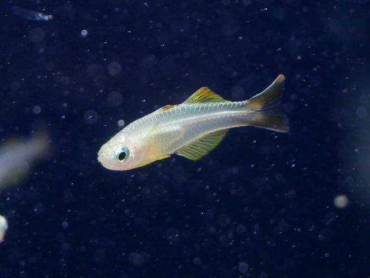 Ivantsoff's Blue Eye - MoonlightAquatics