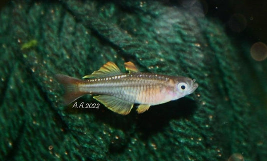 Ivantsoff's Blue Eye - MoonlightAquatics