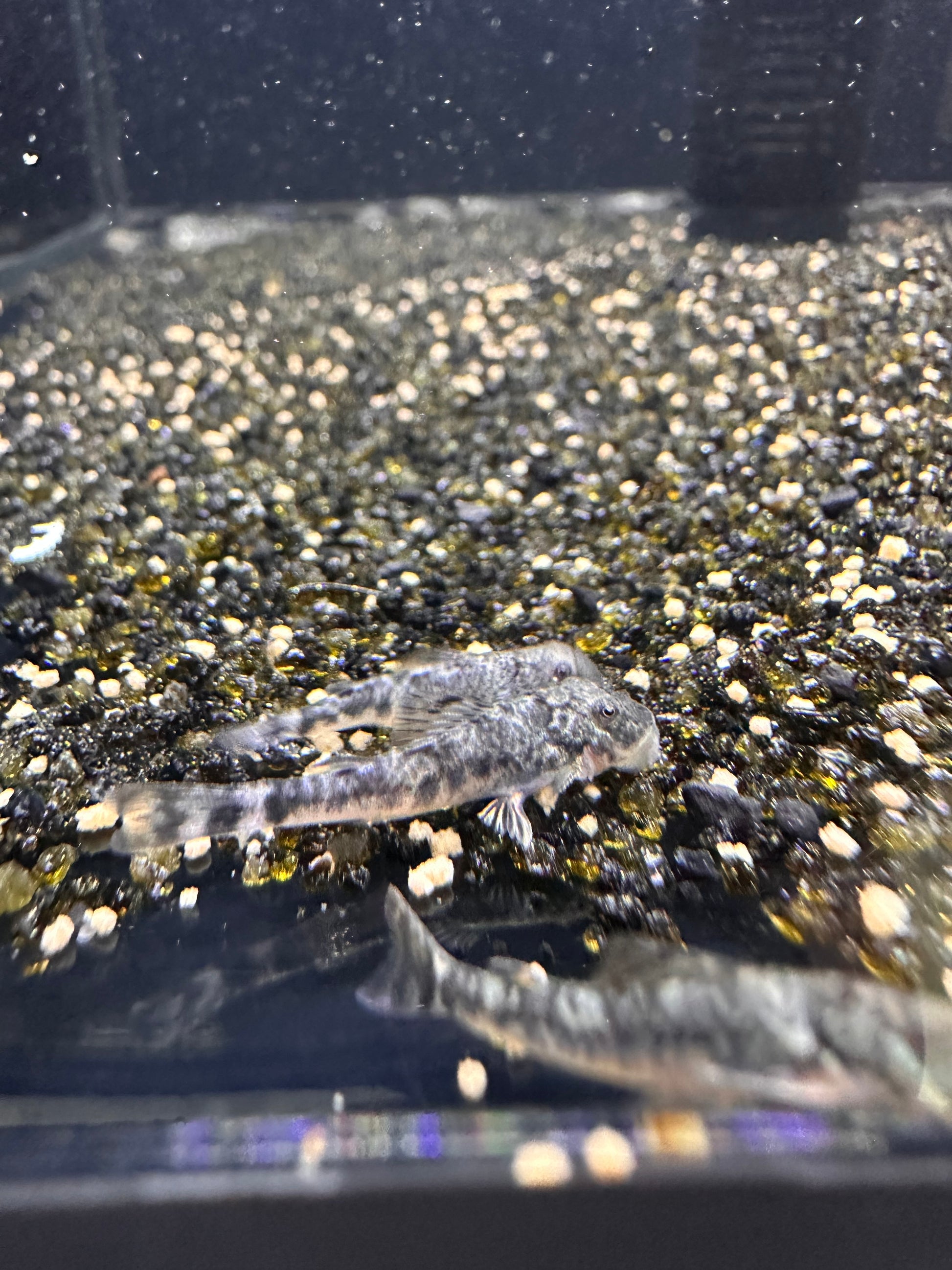 LDA25 Pitbull Pleco - MoonlightAquatics