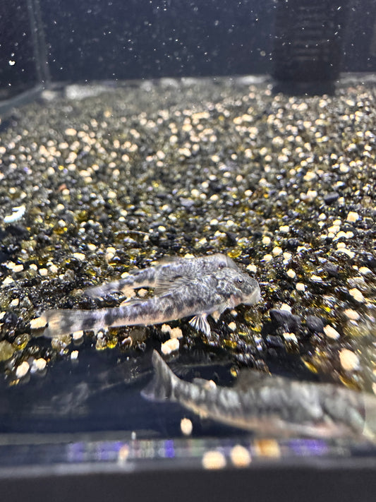 LDA25 Pitbull Pleco - MoonlightAquatics
