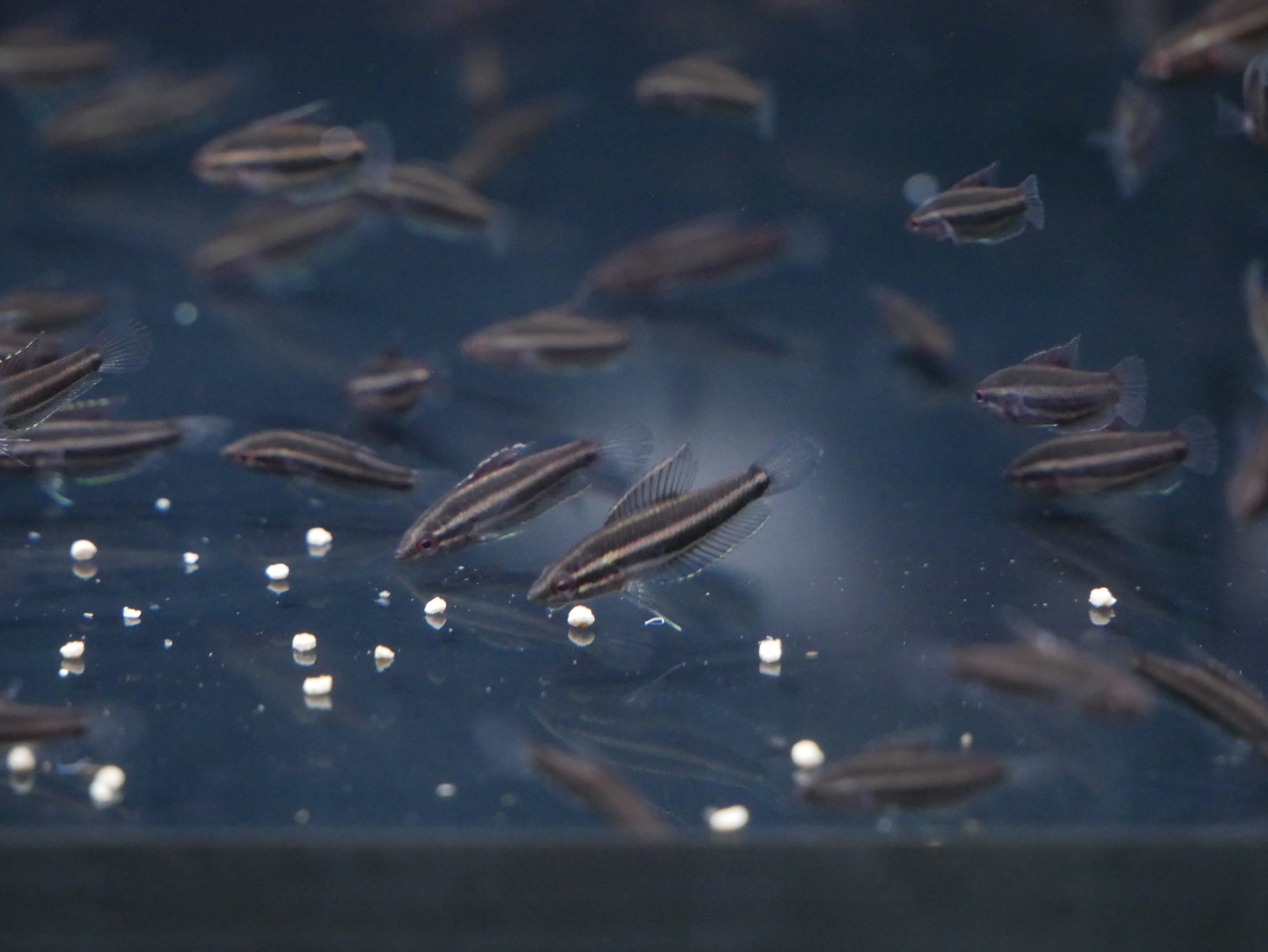 Licorice Gourami - MoonlightAquatics