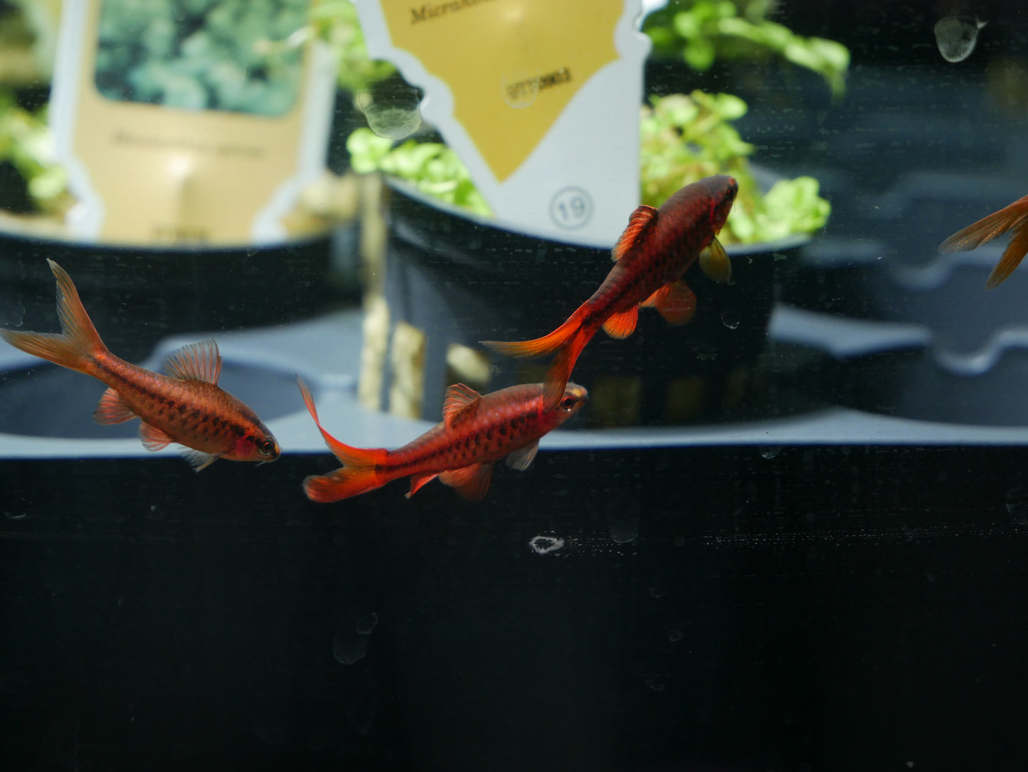 Longfin Cherry Barb - MoonlightAquatics