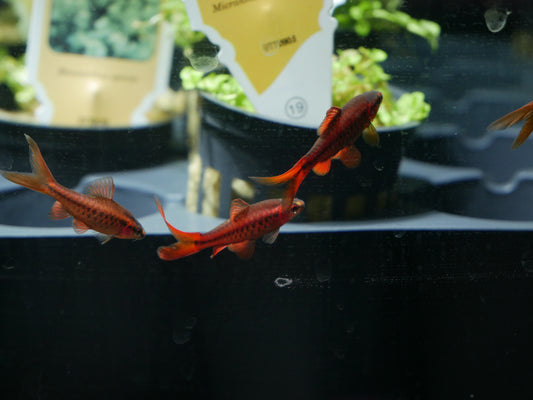 Longfin Cherry Barb - MoonlightAquatics