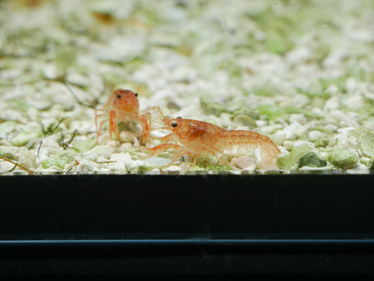 Mexican Dwarf Crayfish - MoonlightAquatics
