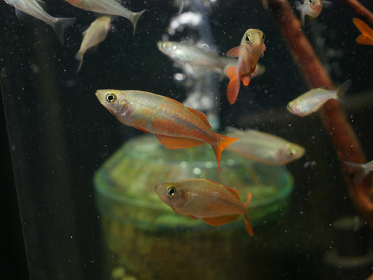 Millennium Rainbow 'Lake Yaniruk' - MoonlightAquatics