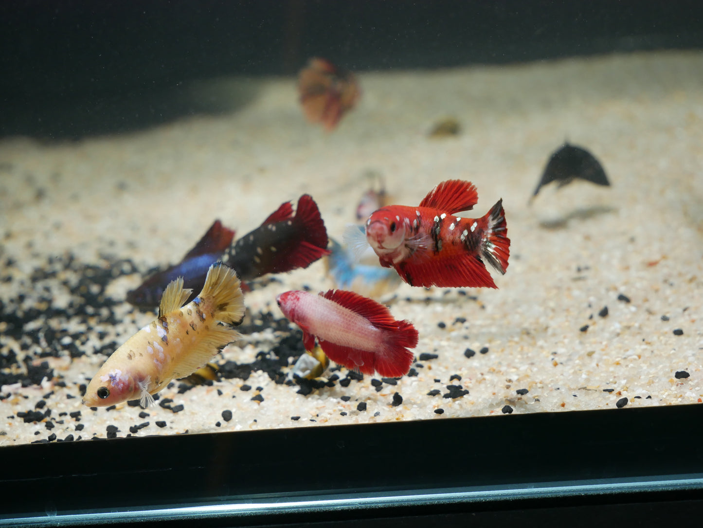 Mixed Fancy Betta - MoonlightAquatics