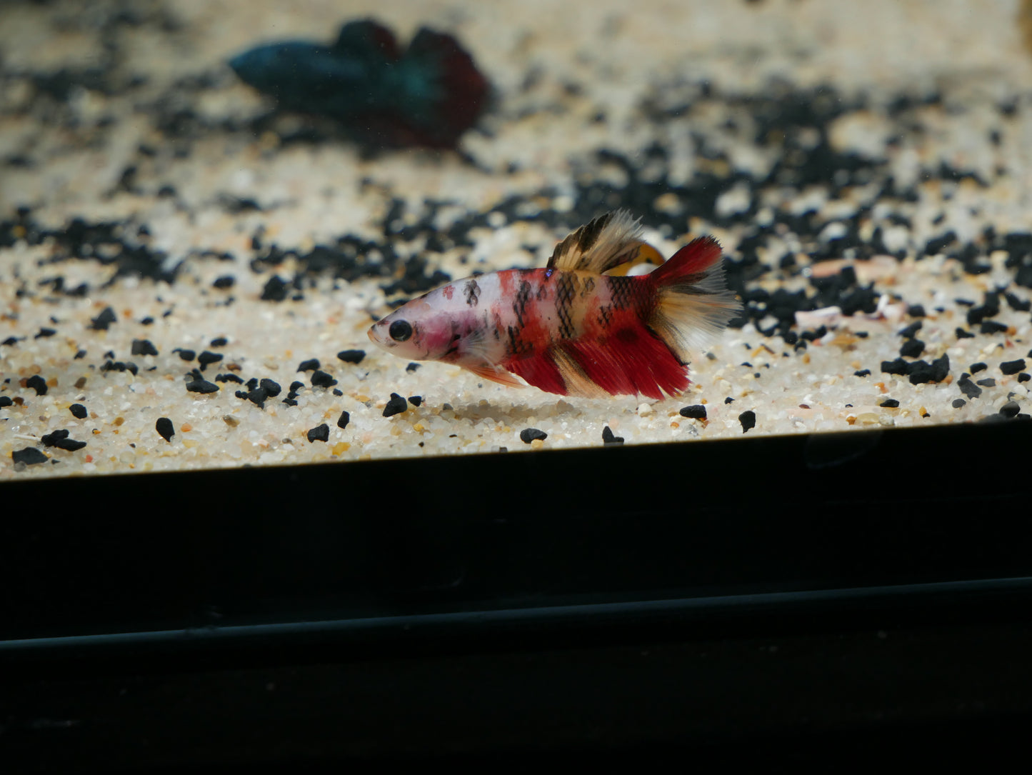 Mixed Fancy Betta - MoonlightAquatics