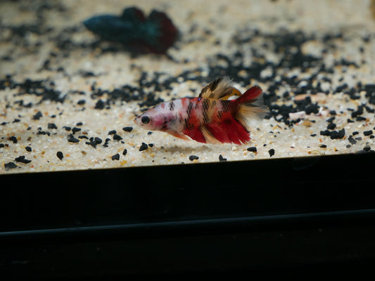 Mixed Fancy Betta - MoonlightAquatics