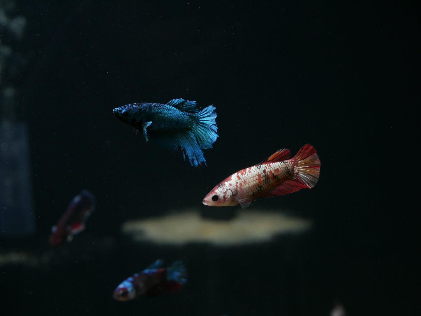 Mixed Fancy Betta - MoonlightAquatics