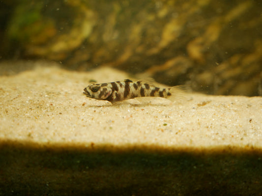 Mugilogobius Adeia Goby - MoonlightAquatics