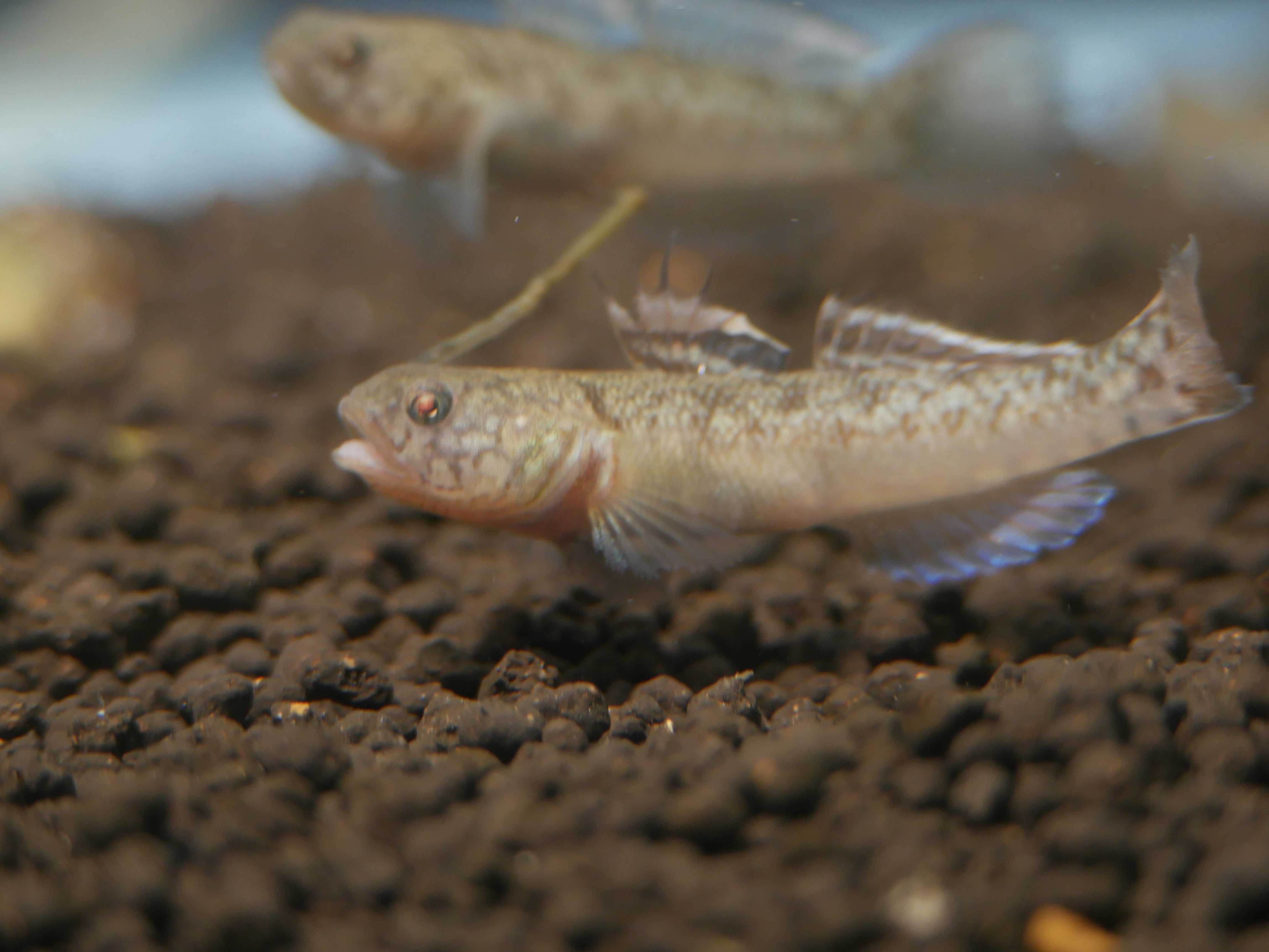 Mugilogobius myxodermus
