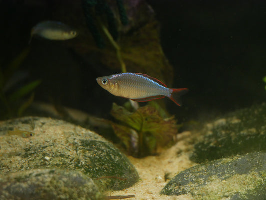 Neon Dwarf Rainbow (Mel. praecox) - MoonlightAquatics
