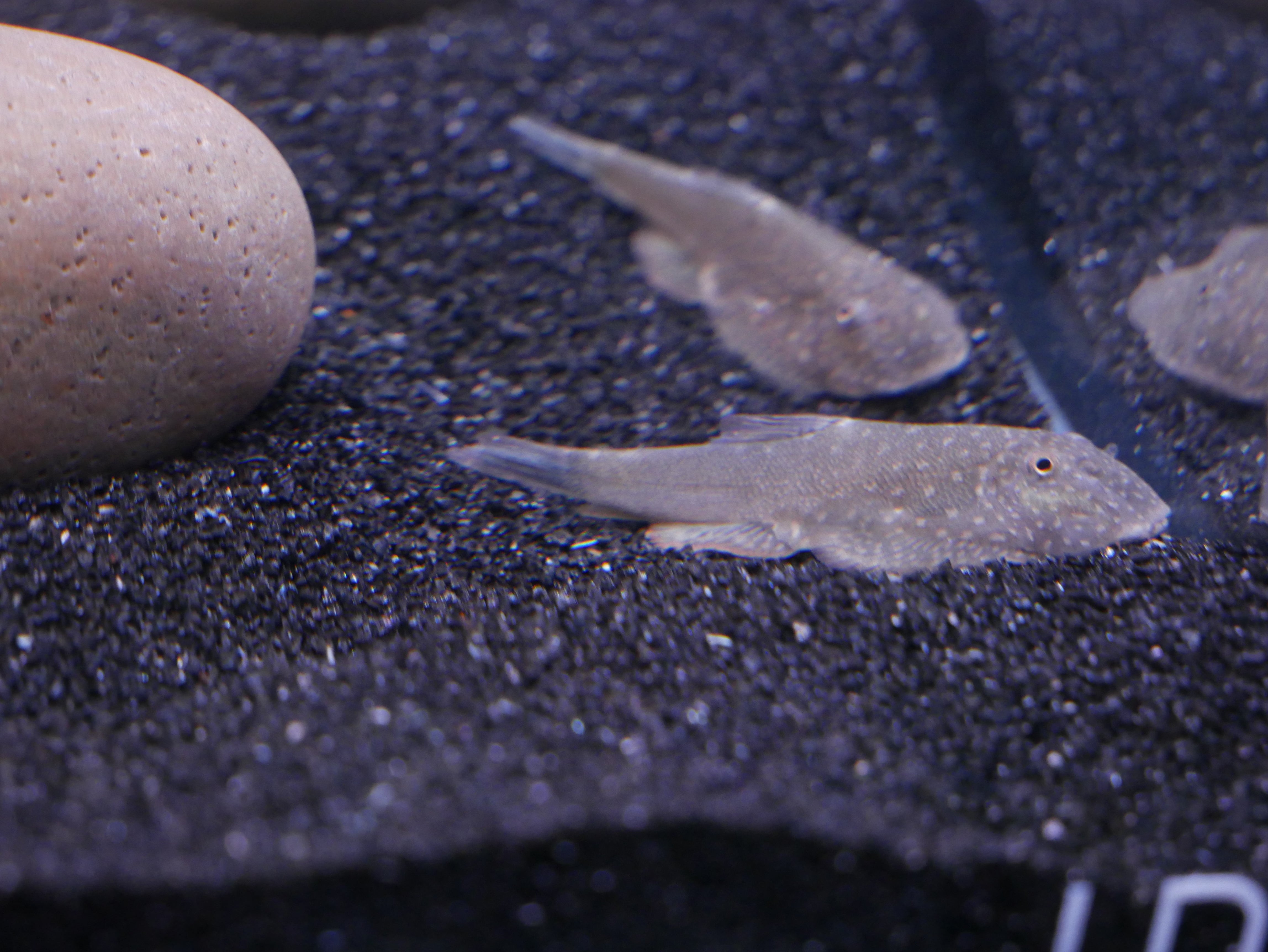 NK1 Blue Tail Borneo Hillstream Loach