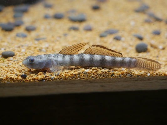 Orange Fin Stiphodon Goby (Stiphodon maculidorsalis) - MoonlightAquatics