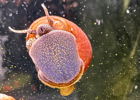 Orange River Snail (Viviparus sp) - MoonlightAquatics