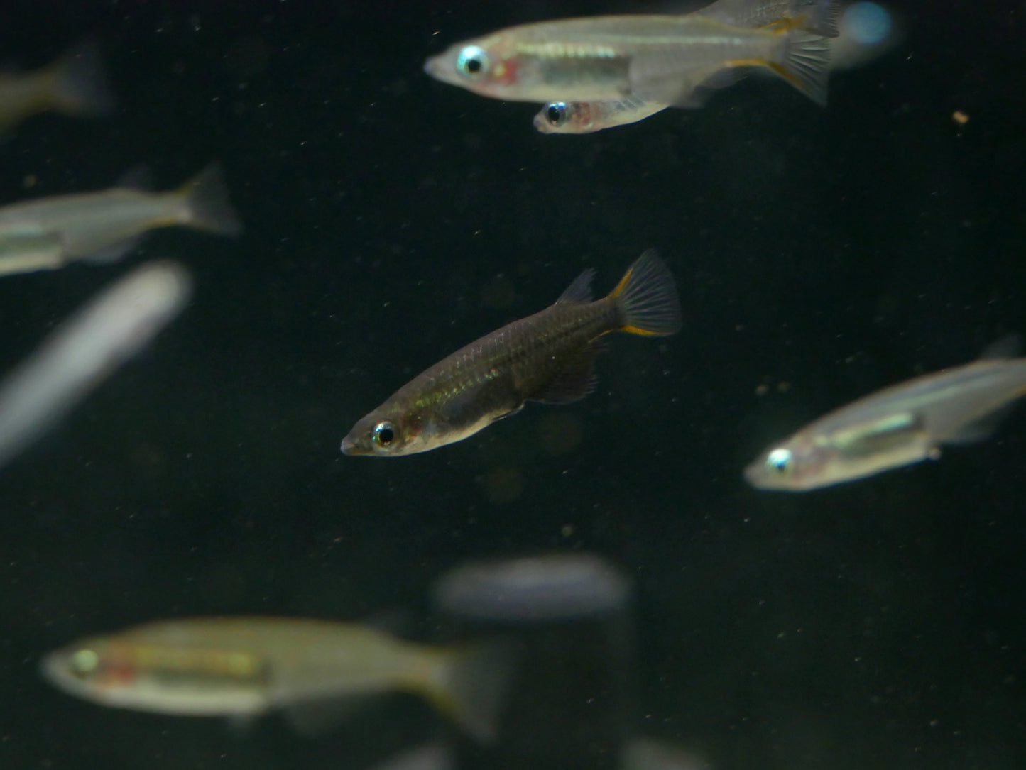 Oryzias Soerotoi - MoonlightAquatics