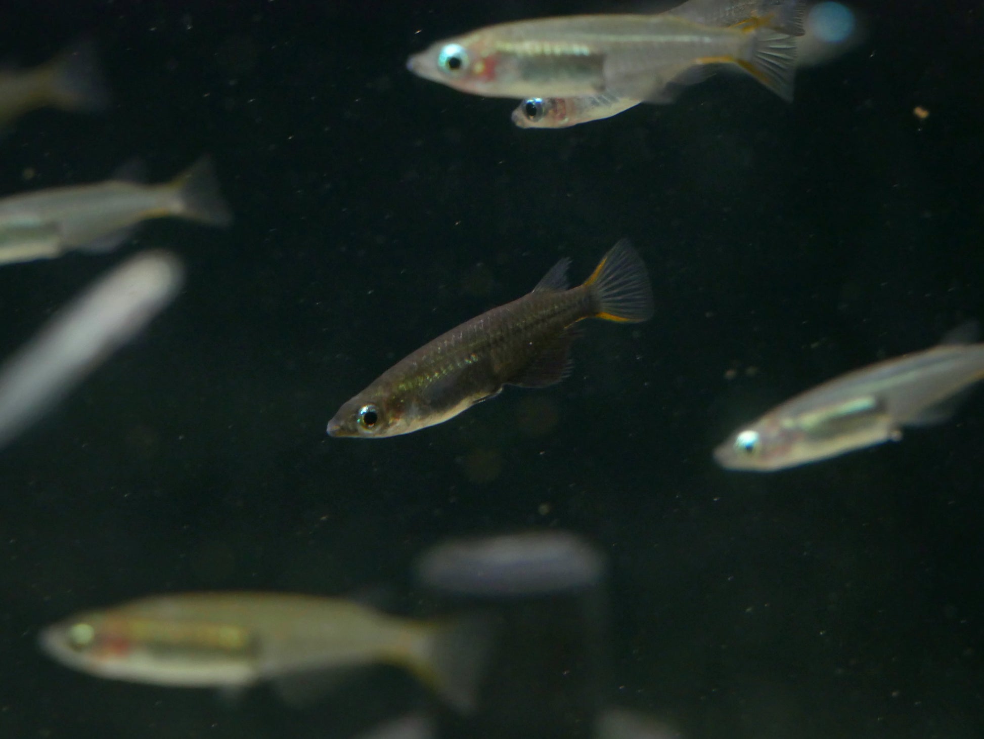 Oryzias Soerotoi - MoonlightAquatics