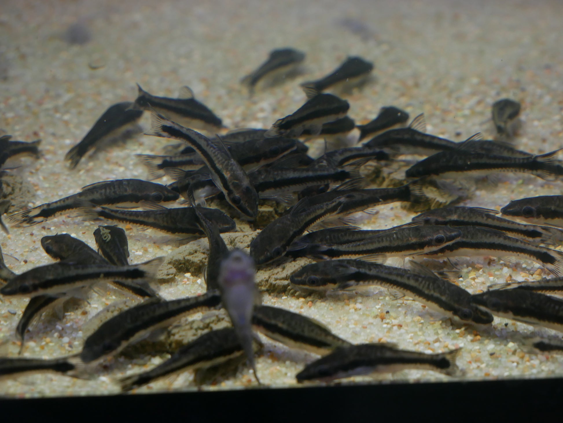 Otocinclus - MoonlightAquatics
