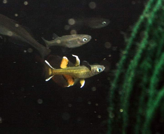 Pacific Blue Eye - MoonlightAquatics