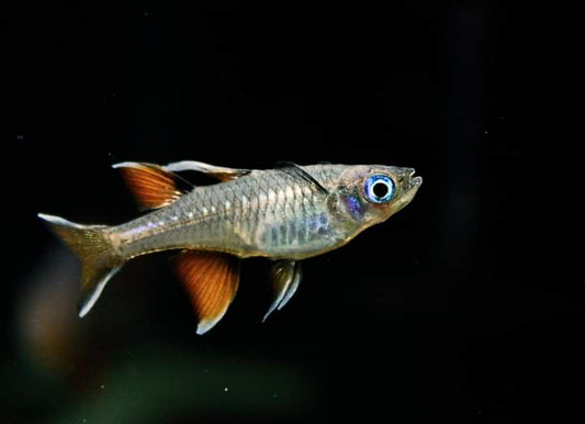 Pacific Blue Eye - MoonlightAquatics